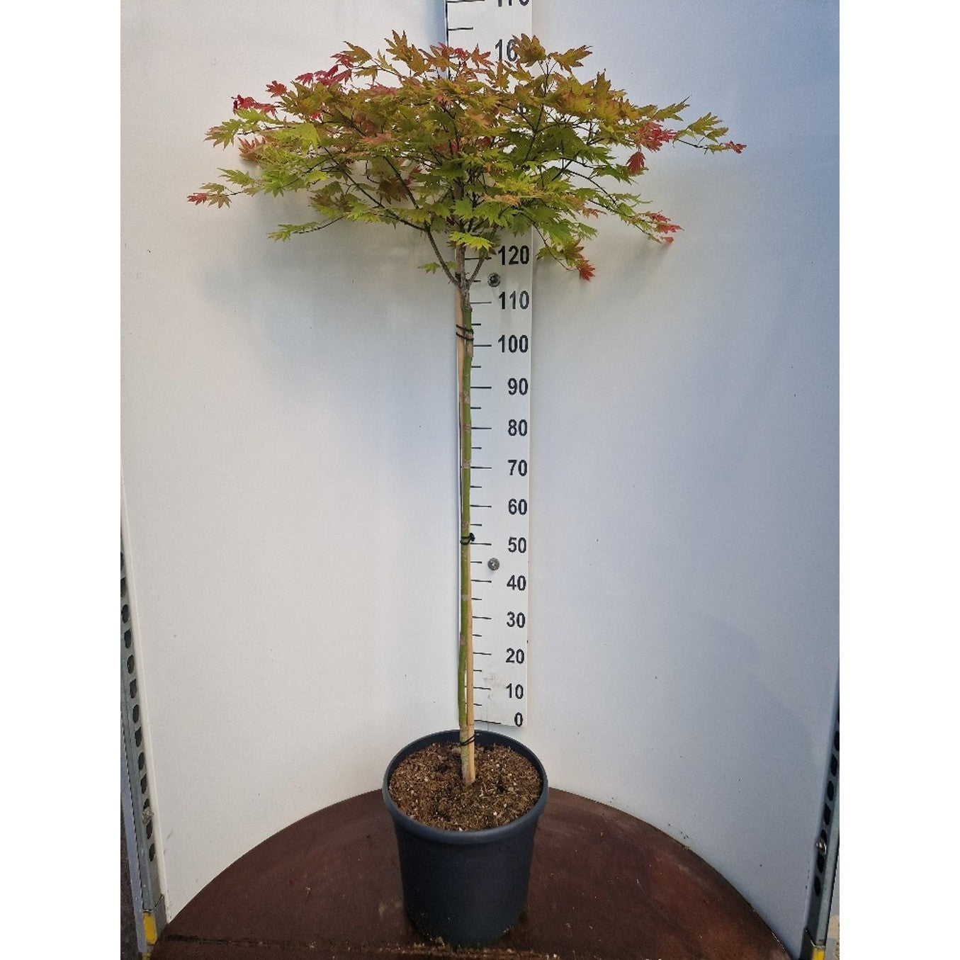 Japansk lönn – Acer shirawasanum 'Moonrise'® - 90 CM Stem C20
